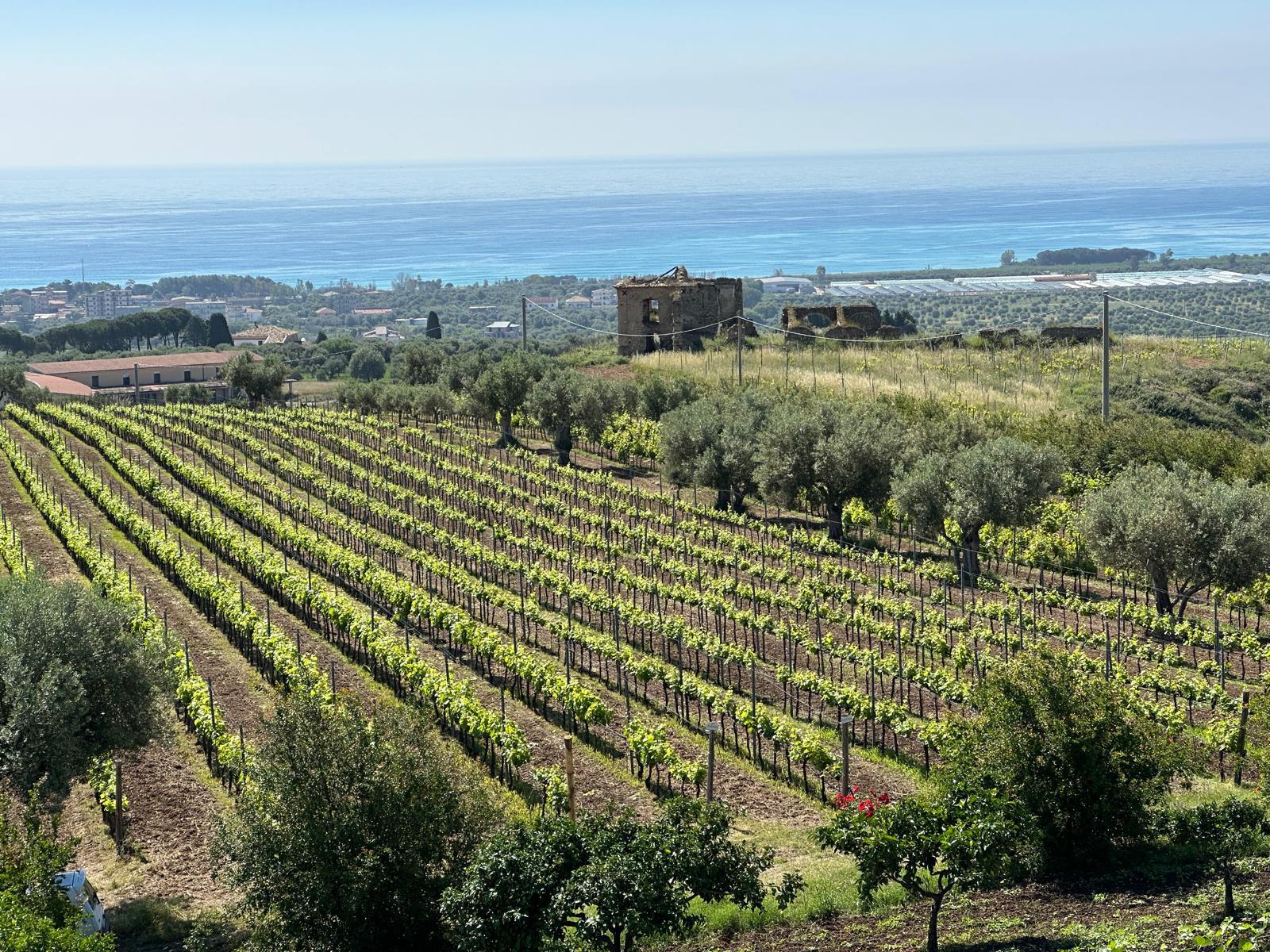 Vigneti Cantine Stoli con vista sul paesaggio calabrese