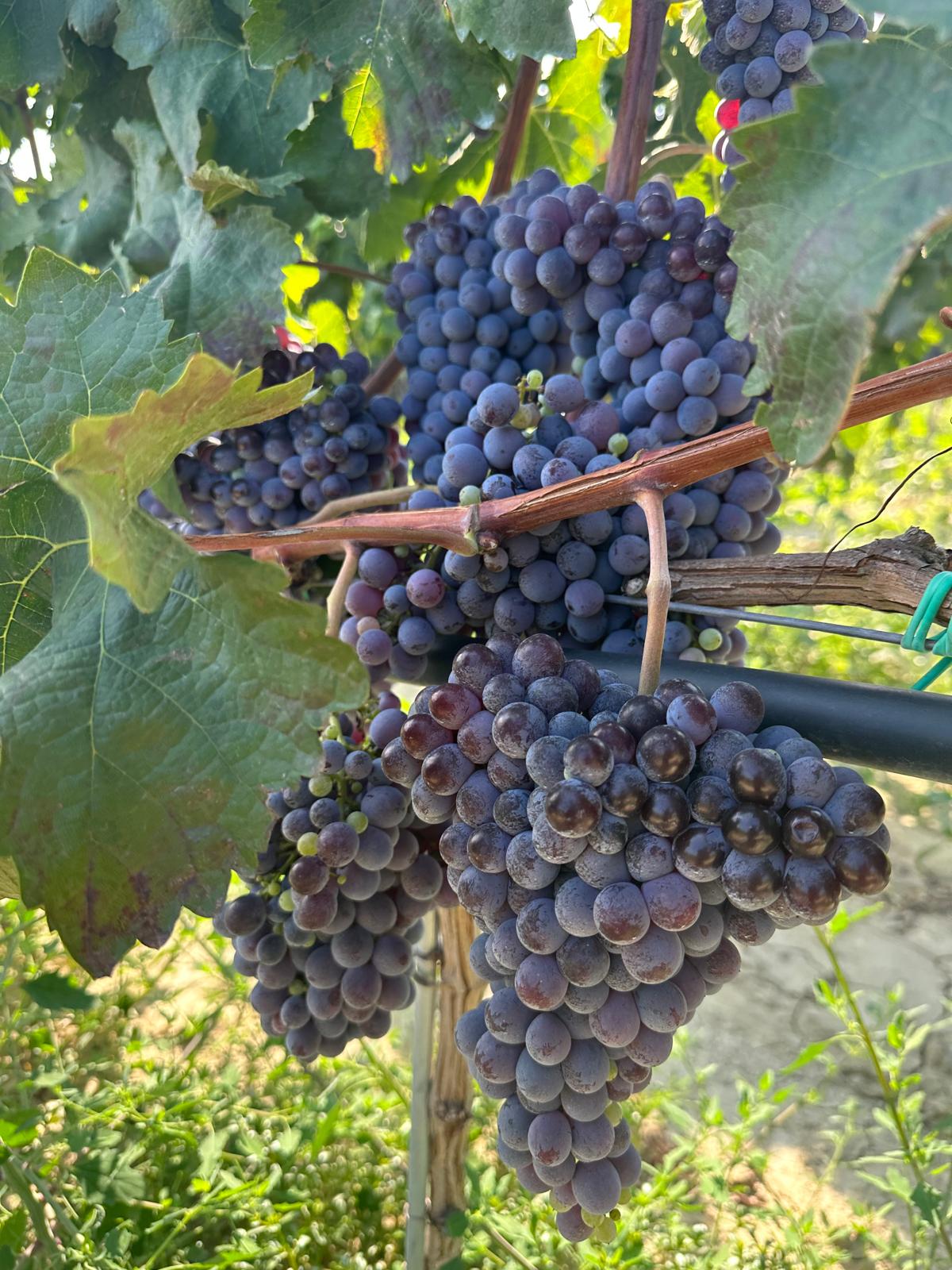 Dettaglio di grappoli d'uva e lavorazione artigianale